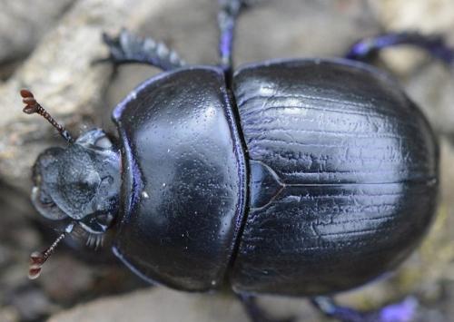 Anoplotrupes stercorosus